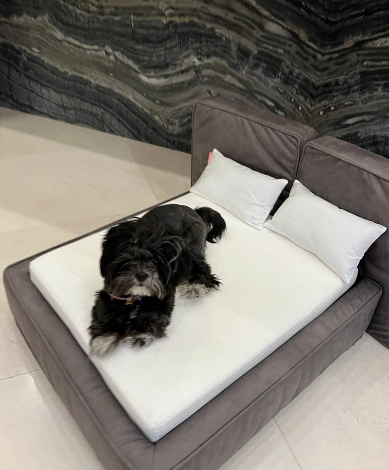 Emma R's dog on a Soho bed