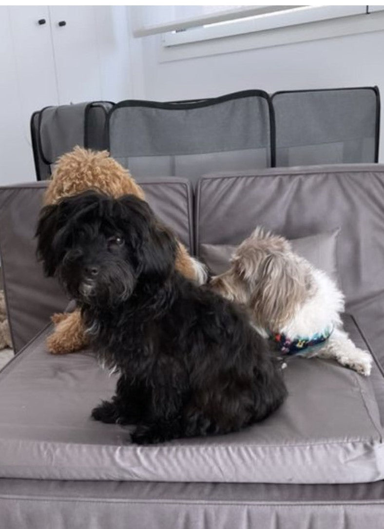 Three small dogs sharing a Soho Large in urban grey with the grey cotton set
