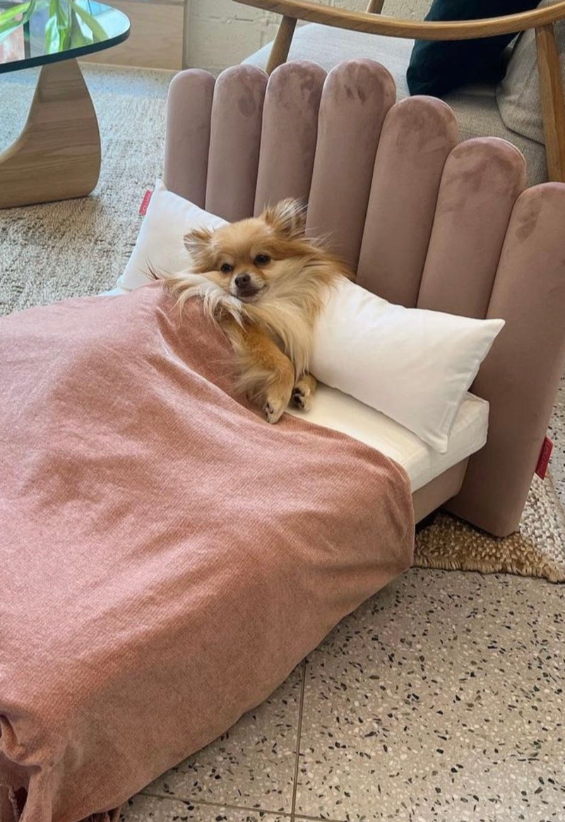 A small long-haired dog tucked up on a Dusky Pink Luxor with its own blanket