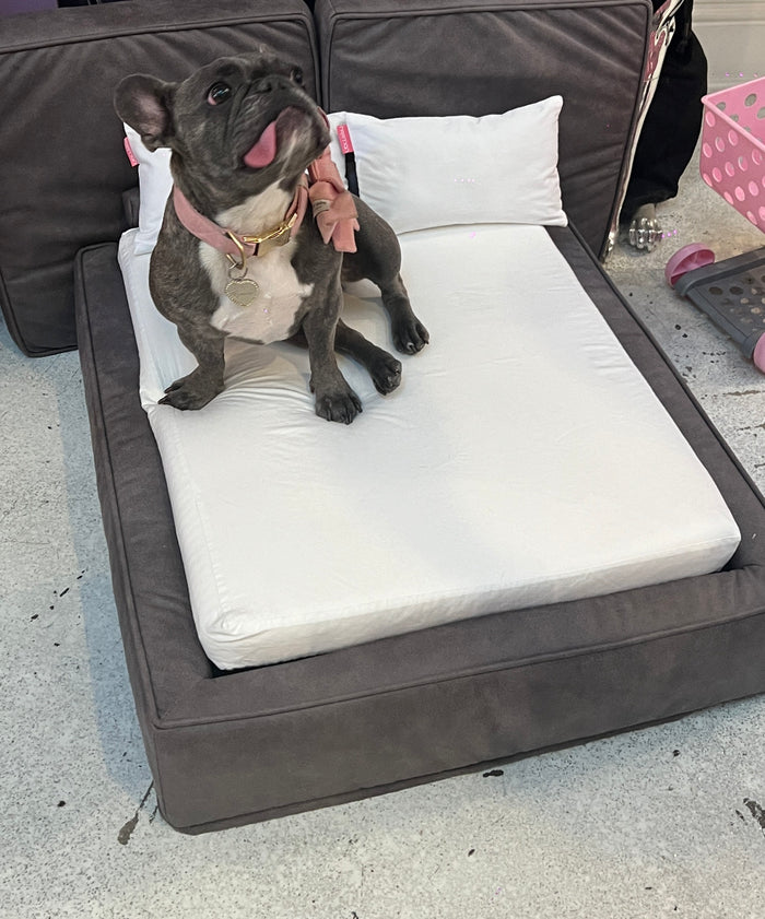 Mark L's dogs on a Soho bed