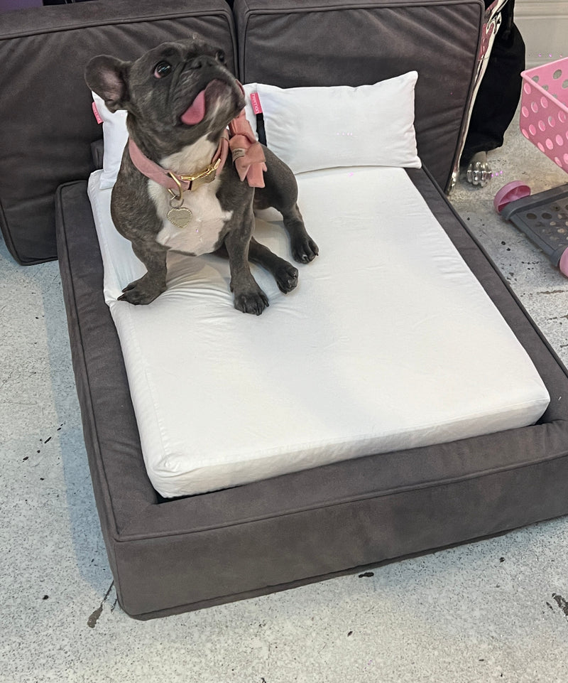 Mark L's dogs on a Soho bed
