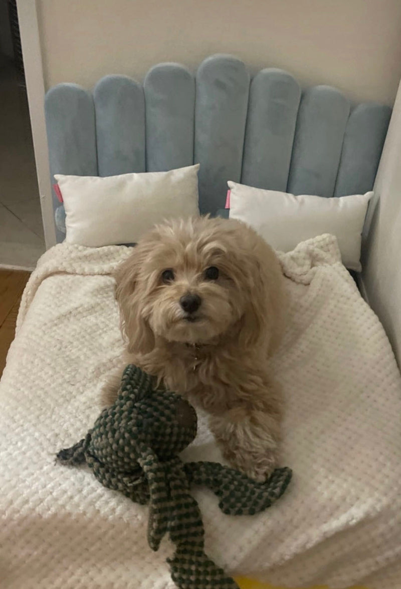 A cream-coloured dog with a toy on a Riviera Blue Luxor