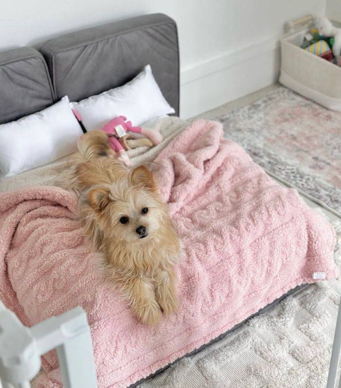Steven T's dog on a Soho bed