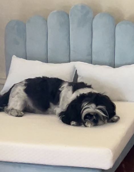 A dog asleep on a Riviera Blue Luxor