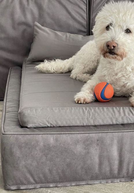 Harper R's dog on a Soho bed