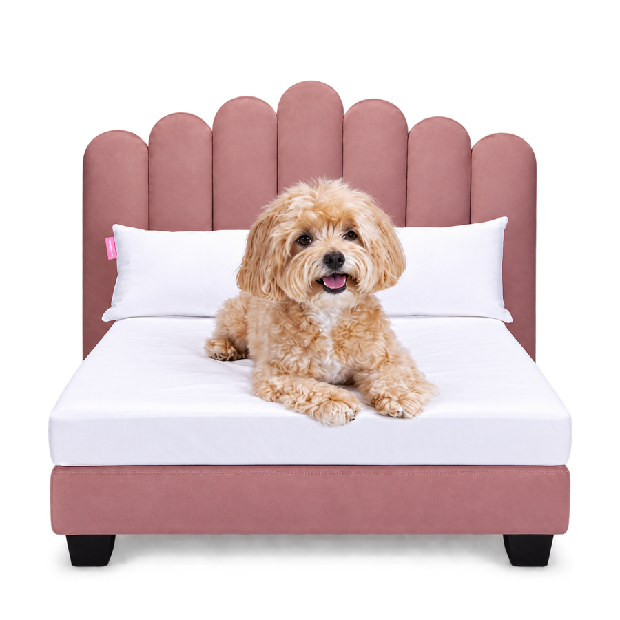 A Cockapoo asleep on the Luxor in Dusky Pink, made up with white 400TC bedding and two pillows