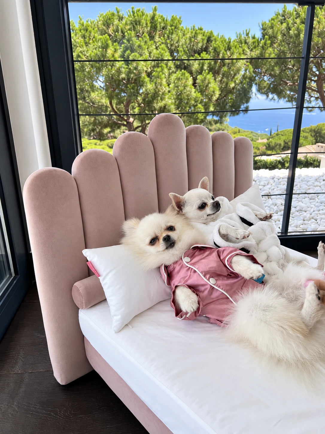 Two small dogs stretched out on crisp white 400TC cotton over a Dusky Pink Luxor