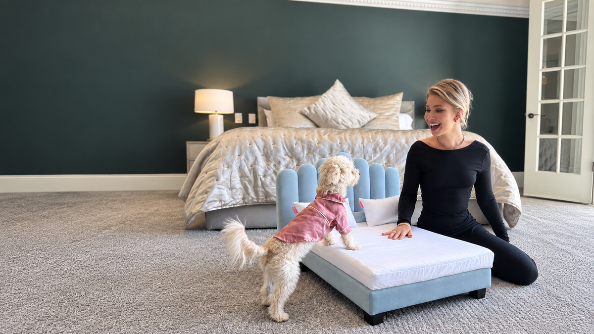A Riviera Blue Luxor at the foot of a human bed, an owner laughing with a small dog in pink pyjamas climbing onto it
