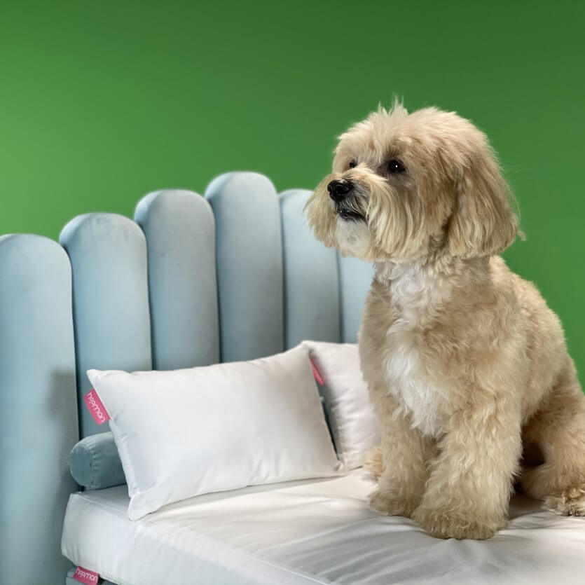 Cotton Bed Linen Set