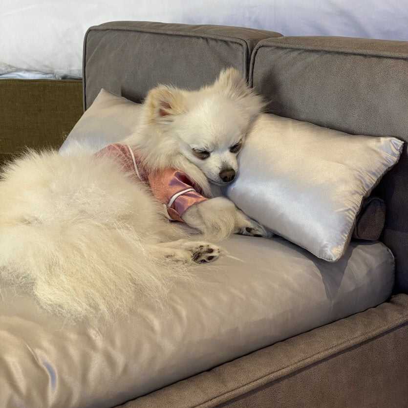 Silk Dog Bed Set