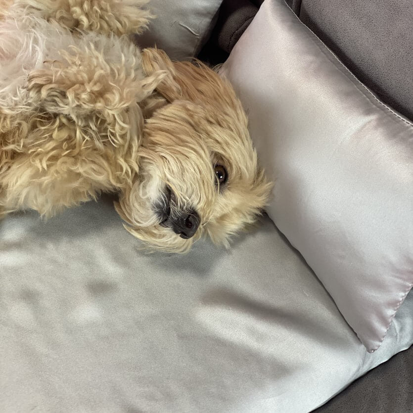 Silk Dog Bed Set