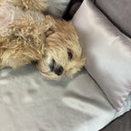 Silk Dog Bed Set